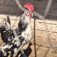 فروش خروس گلین