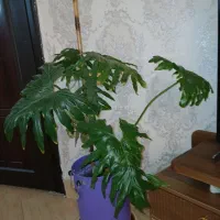 گل وگلدان|گل و گیاه طبیعی|کرج, شاهین‌ویلا|دیوار