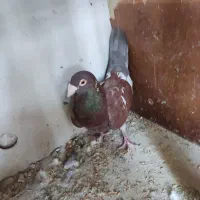 کبوتر میولمنز