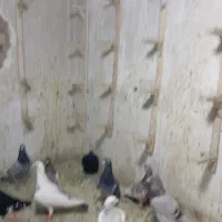 تعدادی سید تیقه بلند