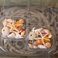 پک 19 مدل صدف و یک مدل ستاره زیبا و خوشرنگ اقتصادی