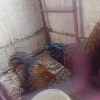 مرغ محلی و مرغ برهما.گلین وکوشین|حیوانات مزرعه|طرقبه, |دیوار