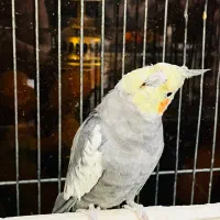 عروس هلندی ناز با قفس بزرگ