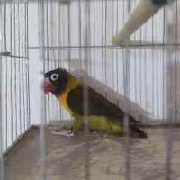 خرید و فروش طوطی برزیلی گرینچیک