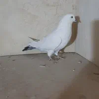 باسلام خدمت عشق بازا چنتاحیوون غریب گیری|پرنده|محمدشهر, محمدشهر|دیوار