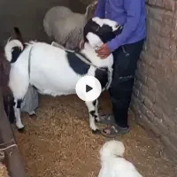 دو راس بز ۴ سال و پنج سال آبستن پرشیر کاشمری