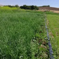 سبزی خورشتی