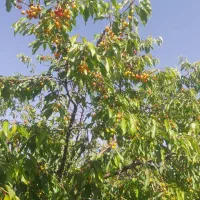 فروش باغ کنار جاده ترانزیت زنجان تبریز اسفجین|فروش دفتر صنعتی، کشاورزی، تجاری|زنجان, |دیوار