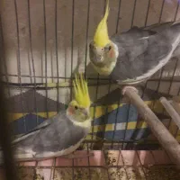 عروس هلندی جفت بالغ تضمینی....2 میلیون