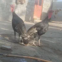 یک عدد بوقلمون نر محلی  اصیل فوری