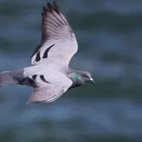 سگ معاوضه با کبوتر