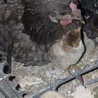 مرغ طوسی با جوجه