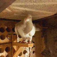 پشت هفترنگ سار موشی|پرنده|مشهد, انصار|دیوار