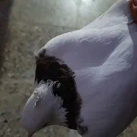 طوقی|پرنده|اهواز, کوی سعدی|دیوار