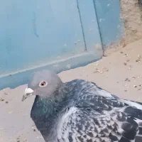 دوتا کبوتر فروشی سنگی 500و زاغ600|پرنده|سراوان, |دیوار