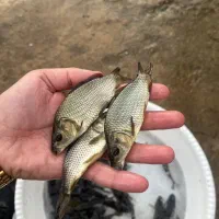 بچه کپور طلایی کوهان دار