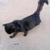 واگذاری گربه پرشین