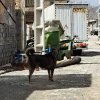 سگ پژدر ۱۶ماهه