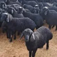 فروش  گوسفند بره پلوار