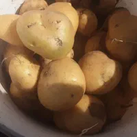 سیب زمینی محلی درجه یک|عمده‌فروشی|قره چای, |دیوار