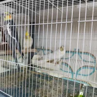 عروس هلندی و مرغ عشق ارزان یکجا