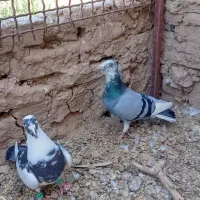 آلمانی خوشتیپ