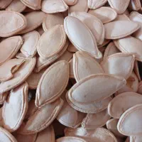 بذر تخمه کدو یک ترکیه ای و تی 19