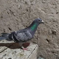کفتر