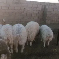 بره نرچاق مناسب برای قصابی|حیوانات مزرعه|سده (خراسان جنوبی), |دیوار