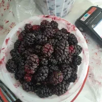 شاه توت فرحزاد