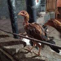 جوجه نژادار|حیوانات مزرعه|رودان, |دیوار