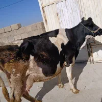 گاوها ابستن