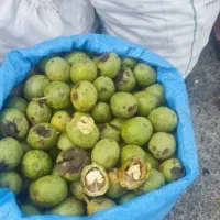 گردو درجه ۱ پوست کاغذی|خوردنی و آشامیدنی|اصفهان, نقش جهان|دیوار