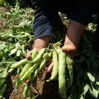 بذر باقله دزفولی درجه یک مال امساله|حراج|بروجرد, |دیوار