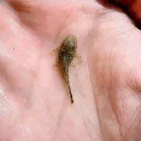 ماهی آکواریوم|ماهی|تبریز, |دیوار