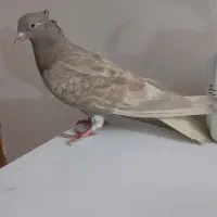 ماده دم سفید