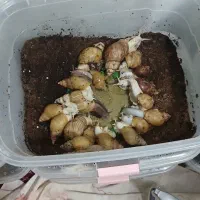 پرورش حلزون