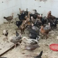 جوجه مرغ محلی