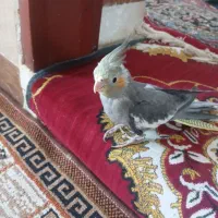 جوجه عروس هلندی