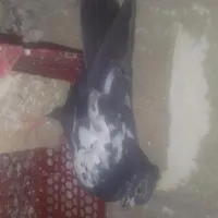 پرنده فروشی طوقی دمبی سینه ای