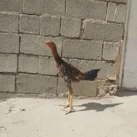 جوجه خروس لاری