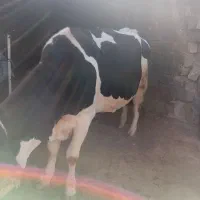 گاو سیمینتال