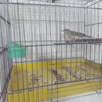 پرنده فروشی ۵۰۰ تومن نمیدونم نره یا ماده