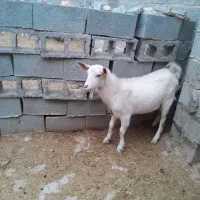 گوسفند، کهره نر از نژاد سانن