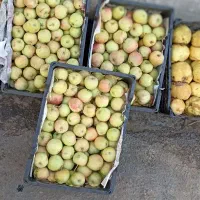 سیب درختی سمیرم شیرین 25 تومن|خوردنی و آشامیدنی|قم, باغ شریفی|دیوار
