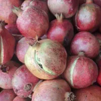 انار سالم درجه یک و انار ربی