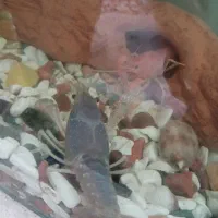 بچه لابستر سایز سه و دو سانت|ماهی|گرگان, |دیوار