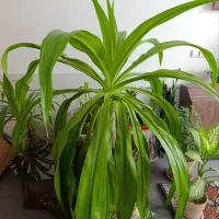 انواع گل اشک ملکه وگل پاندانوس در سایزهای مختلف