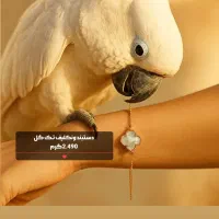 دستبندهای خوش وزن و کم اجرت طــلای علی|جواهرات|شوش, |دیوار