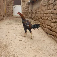 مرغ خروس لاری